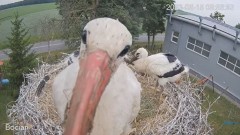 2023-06-15 20_16_10-#Bociany na żywo - #kamera na #gniazdo #Zambrow #WhiteStork #nest #livecam #ptak.jpg