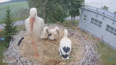 2023-06-15 20_16_30-#Bociany na żywo - #kamera na #gniazdo #Zambrow #WhiteStork #nest #livecam #ptak.jpg