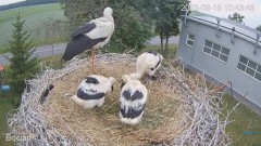 2023-06-15 20_16_43-#Bociany na żywo - #kamera na #gniazdo #Zambrow #WhiteStork #nest #livecam #ptak.jpg