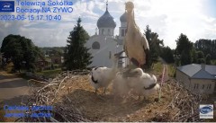 2023-06-15 20_22_26-Gniazdo Bocianie - Telewizja Sokółka [NA ŻYWO] _ IP Camera_ Stork's nest [LIVE] .jpg