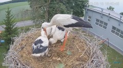 2023-06-18 22_17_32-#Bociany na żywo - #kamera na #gniazdo #Zambrow #WhiteStork #nest #livecam #ptak.jpg