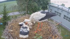 2023-06-18 22_20_50-#Bociany na żywo - #kamera na #gniazdo #Zambrow #WhiteStork #nest #livecam #ptak.jpg