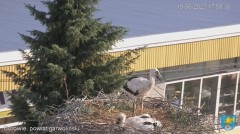 2023-06-19 20_35_33-Transmisja na żywo z gniazda rodziny bocianów w Borowiu, powiat garwoliński - Yo.jpg