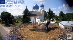 2023-06-20 18_47_01-(1) Gniazdo Bocianie - Telewizja Sokółka [NA ŻYWO] _ IP Camera_ Stork's nest [LI.jpg