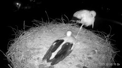 2023-06-21 22_30_58-Projekt Sąsiad Bocian - transmisja na żywo znad gniazda bociana białego w Woli Z.jpg