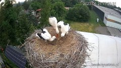 2023-06-21 22_37_15-Bociany Ustroń - transmisja na żywo - YouTube – Maxthon.jpg