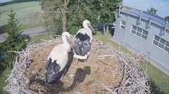 2023-06-23 19_58_08-#Bociany na żywo - #kamera na #gniazdo #Zambrow #WhiteStork #nest #livecam #ptak.jpg