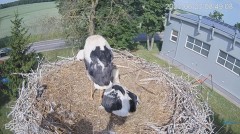 2023-06-23 19_58_34-#Bociany na żywo - #kamera na #gniazdo #Zambrow #WhiteStork #nest #livecam #ptak.jpg