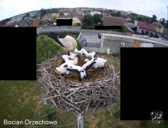 2023-06-23 22_41_28-Bocian Wojtek i jego rodzinka z Orzechowa - Żerkowsko-Czeszewski Park Krajobrazo.jpg