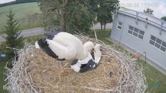 2023-06-25 23_01_21-(1) #Bociany na żywo - #kamera na #gniazdo #Zambrow #WhiteStork #nest #livecam #.jpg