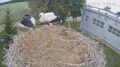 2023-06-25 23_02_15-(1) #Bociany na żywo - #kamera na #gniazdo #Zambrow #WhiteStork #nest #livecam #.jpg