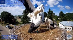 2023-07-09 20_32_23-Gniazdo Bocianie - Telewizja Sokółka [NA ŻYWO] _ IP Camera_ Stork's nest [LIVE] .jpg