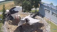 2023-07-09 22_05_07-#Bociany na żywo - #kamera na #gniazdo pod Zambrowem #WhiteStork #nest #livecam .jpg