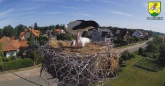 2023-07-10 09_08_24-BOCIANY kamera na żywo z gniazda w Pasłęku – Maxthon.jpg