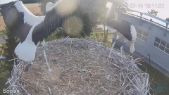 2023-07-14 21_17_50-#Bociany na żywo - #kamera na #gniazdo pod Zambrowem #WhiteStork #nest #livecam .jpg