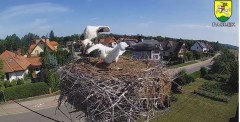 2023-07-29 10_04_31-BOCIANY kamera na żywo z gniazda w Pasłęku – Maxthon.jpg
