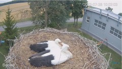 2023-07-30 16_45_42-#Bociany na żywo - #kamera na #gniazdo pod Zambrowem #WhiteStork #nest #livecam .jpg