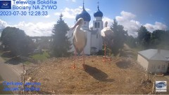 2023-07-30 21_02_08-Gniazdo Bocianie - Telewizja Sokółka [NA ŻYWO] _ IP Camera_ Stork's nest [LIVE] .jpg