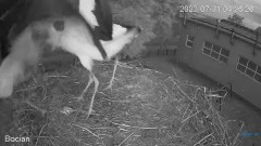 2023-07-31 09_56_50-#Bociany na żywo - #kamera na #gniazdo pod Zambrowem #WhiteStork #nest #livecam .jpg