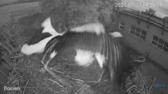 2023-07-31 09_57_02-#Bociany na żywo - #kamera na #gniazdo pod Zambrowem #WhiteStork #nest #livecam .jpg