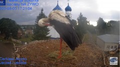 2023-08-03 20_25_33-Gniazdo Bocianie - Telewizja Sokółka [NA ŻYWO] _ IP Camera_ Stork's nest [LIVE] .jpg