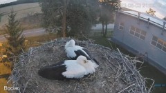 2023-08-03 23_41_10-#Bociany na żywo - #kamera na #gniazdo pod Zambrowem #WhiteStork #nest #livecam .jpg