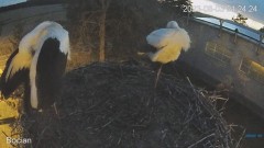 2023-08-03 23_42_02-#Bociany na żywo - #kamera na #gniazdo pod Zambrowem #WhiteStork #nest #livecam .jpg