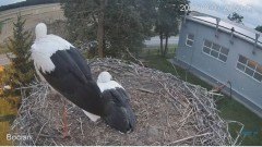 2023-08-07 22_53_41-#Bociany na żywo - #kamera na #gniazdo pod Zambrowem #WhiteStork #nest #livecam .jpg