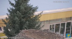 2023-08-12 19_49_19-Transmisja na żywo z gniazda rodziny bocianów w Borowiu, powiat garwoliński - Yo.jpg