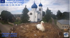 2023-08-13 21_18_53-Gniazdo Bocianie - Telewizja Sokółka [NA ŻYWO] _ IP Camera_ Stork's nest [LIVE] .jpg