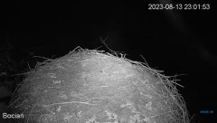 2023-08-13 23_46_38-#Bociany na żywo - #kamera na #gniazdo pod Zambrowem #WhiteStork #nest #livecam .jpg