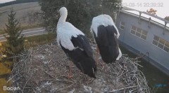 2023-08-14 21_17_18-#Bociany na żywo - #kamera na #gniazdo pod Zambrowem #WhiteStork #nest #livecam .jpg