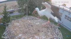 2023-08-16 22_54_09-#Bociany na żywo - #kamera na #gniazdo pod Zambrowem #WhiteStork #nest #livecam .jpg