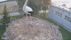 2023-08-16 22_54_25-#Bociany na żywo - #kamera na #gniazdo pod Zambrowem #WhiteStork #nest #livecam .jpg
