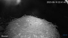 2023-08-16 22_56_10-#Bociany na żywo - #kamera na #gniazdo pod Zambrowem #WhiteStork #nest #livecam .jpg