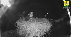 2023-08-16 23_07_48-BOCIANY kamera na żywo z gniazda w Pasłęku – Maxthon.jpg
