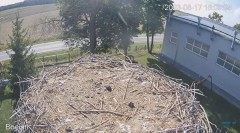 2023-08-17 22_11_05-#Bociany na żywo - #kamera na #gniazdo pod Zambrowem #WhiteStork #nest #livecam .jpg