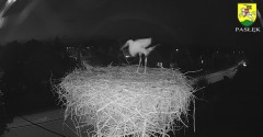 2023-08-19 21_04_53-BOCIANY kamera na żywo z gniazda w Pasłęku – Maxthon.jpg