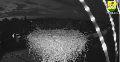 2023-08-21 20_48_25-BOCIANY kamera na żywo z gniazda w Pasłęku – Maxthon.jpg