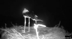 2023-08-27 17_48_16-(2) Bociany TAURONA w oku kamery - relacja na żywo z gniazda bociana białego w N.jpg