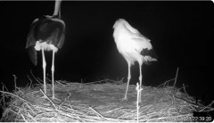 2023-08-28 23_42_13-Bociany TAURONA w oku kamery - relacja na żywo z gniazda bociana białego w Niepo.jpg