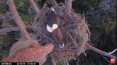 2023-10-22 22_14_52-Central Florida Eagle CAM4 -OVERHEAD- now with SuperBeaks CHAT #eagle #sunrise #.jpg