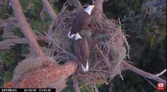 2023-10-22 22_15_29-Central Florida Eagle CAM4 -OVERHEAD- now with SuperBeaks CHAT #eagle #sunrise #.jpg