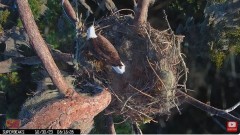 2023-10-30 22_03_11-Central Florida Eagle CAM4 -OVERHEAD- teraz z SuperBeaks CZAT #eagle #sunrise #s.jpg