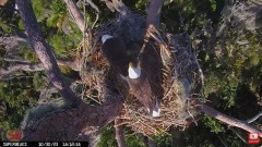 2023-10-30 22_05_05-Central Florida Eagle CAM4 -OVERHEAD- teraz z SuperBeaks CZAT #eagle #sunrise #s.jpg