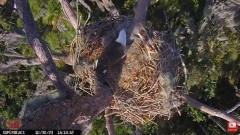 2023-10-30 22_05_17-Central Florida Eagle CAM4 -OVERHEAD- teraz z SuperBeaks CZAT #eagle #sunrise #s.jpg