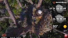 2023-11-06 20_19_44-(1) Central Florida Eagle CAM4 -OVERHEAD- now with SuperBeaks CHAT #eagle #sunri.jpg