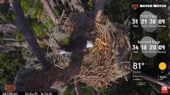 2023-11-06 20_21_37-(1) Central Florida Eagle CAM4 -OVERHEAD- now with SuperBeaks CHAT #eagle #sunri.jpg