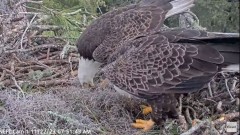 2023-11-22 21_11_42-NEFL Cam 1 - Live Bald Eagle Cam - YouTube – Maxthon.jpg