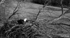 2023-11-23 22_58_25-Decorah Eagles - North Nest powered by EXPLORE.org - YouTube – Maxthon.jpg